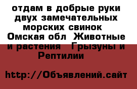 отдам в добрые руки двух замечательных морских свинок - Омская обл. Животные и растения » Грызуны и Рептилии   